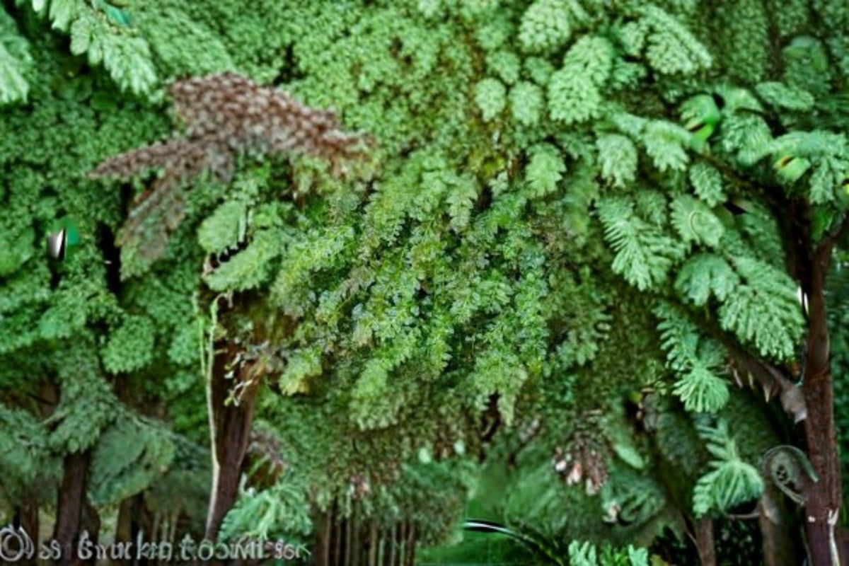 Baby Tooth Moss Live Liverwort Plant – Trailing, Fine-Textured Foliage – Bazzania trilobata for Terrariums & Shaded Gardens