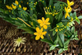 Yellow Blackberry Lily Live Plant – Belamcanda chinensis – Bright Yellow Flowers, Ornamental Perennial for Borders & Gardens