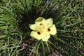 Yellow African Iris Live Plant – Evergreen Perennial with Bright Yellow Flowers and Red/Orange Markings – Dietes bicolor