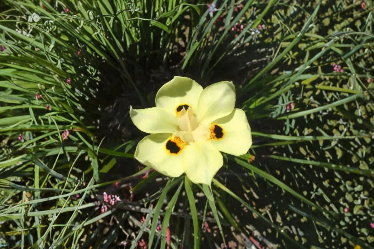 Yellow African Iris Live Plant – Evergreen Perennial with Bright Yellow Flowers and Red/Orange Markings – Dietes bicolor