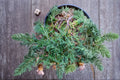 Bar Harbor Juniper Groundcover Plant | Evergreen Spreading Shrub | Juniperus horizontalis 'Bar Harbor'