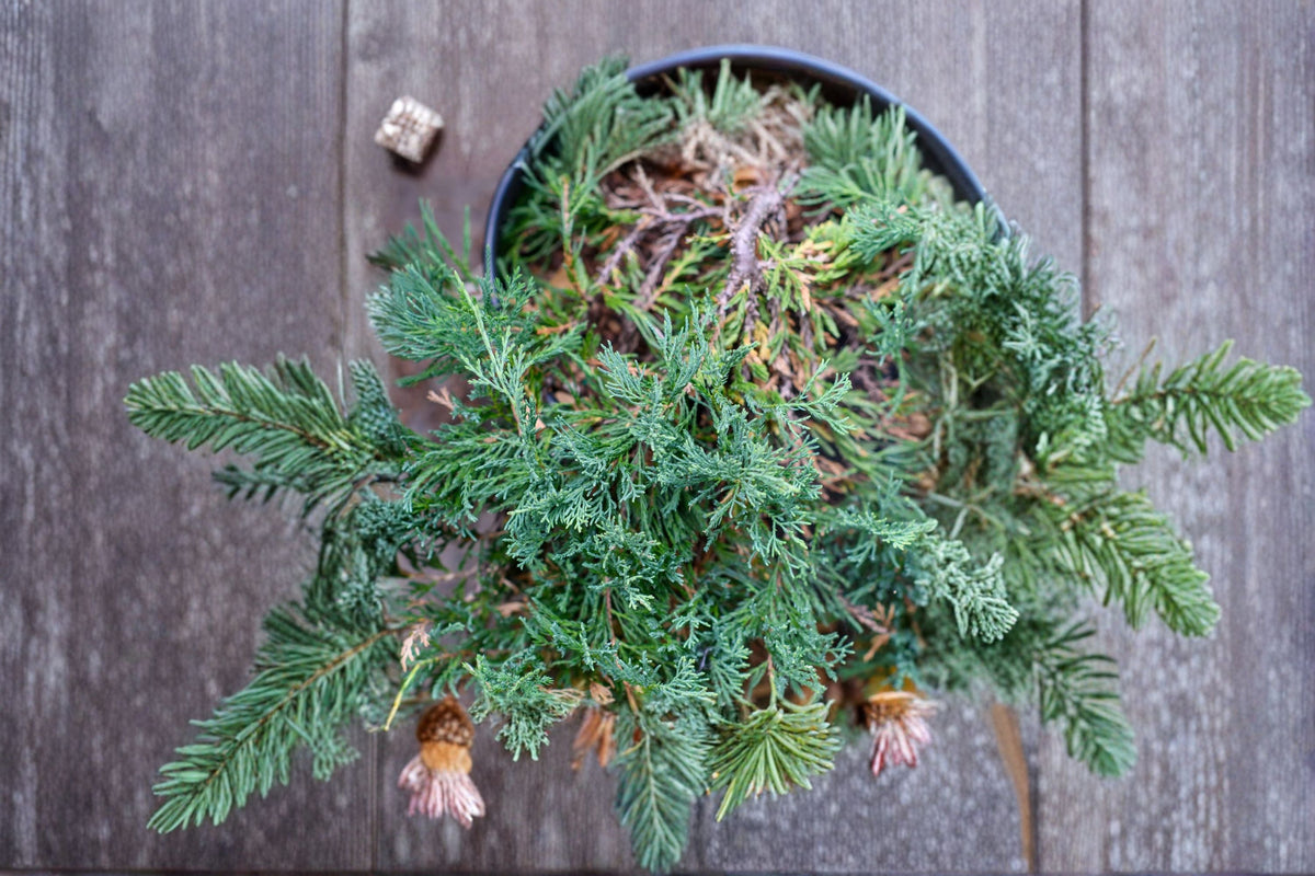 Bar Harbor Juniper Groundcover Plant | Evergreen Spreading Shrub | Juniperus horizontalis 'Bar Harbor'