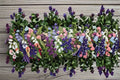 Campanula Champion II Live Plant – Bell-Shaped Flowering Perennial – Campanula medium for Garden Beds & Borders