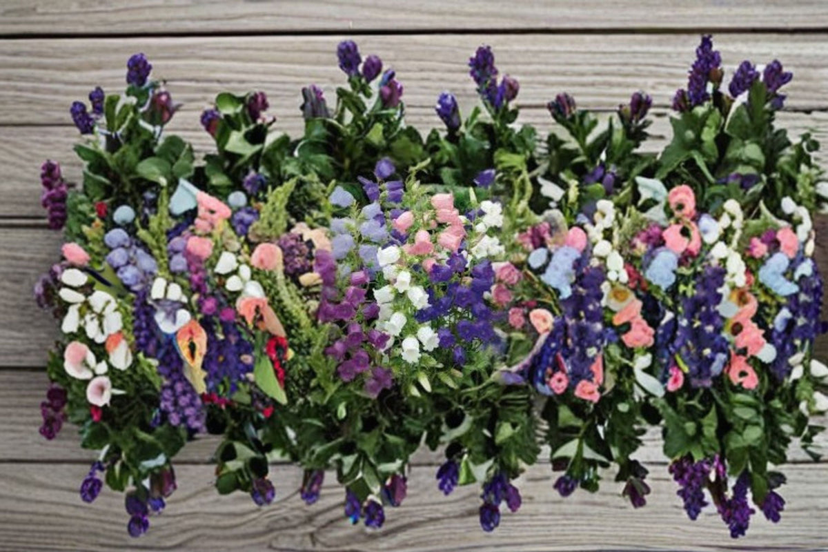 Campanula Champion II Live Plant – Bell-Shaped Flowering Perennial – Campanula medium for Garden Beds & Borders