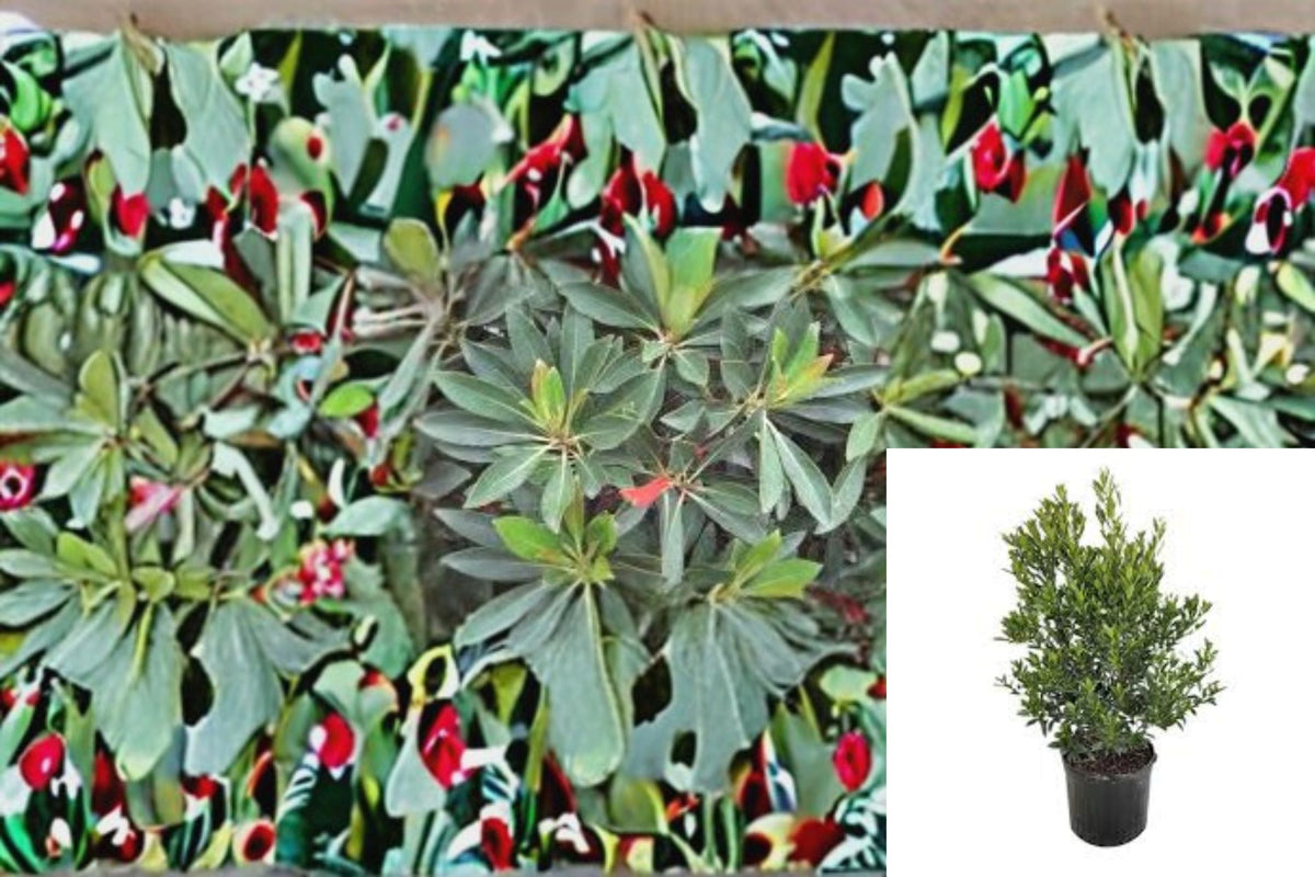 Japanese Blueberry Tree Plant – Elaeocarpus decipiens – Evergreen Shade Tree for Landscaping, Potted