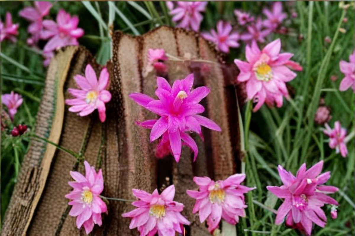 Aporocactus CandyFloss Cutting – Trailing Hybrid Cactus for Hanging & Container Growth – Aporophyllum Hybrids