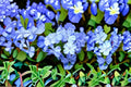 Dwarf Plumbago Groundcover Plant – Ceratostigma plumbaginoides – Blue Flowers, Perennial, Butterfly Attracting, Full Sun to Partial Shade