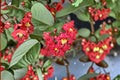Dynamite Crape Myrtle Live Plant – Red Flowering Tree – Lagerstroemia indica 'Dynamite' – Ornamental Garden Tree