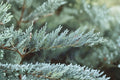 Tamarix Juniper Live Plant – Evergreen Groundcover Shrub with Blue-Green Foliage – Juniperus sabina ‘Tamariscifolia’