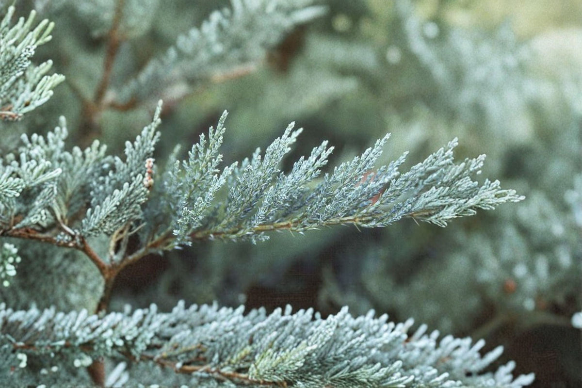 Tamarix Juniper Live Plant – Evergreen Groundcover Shrub with Blue-Green Foliage – Juniperus sabina ‘Tamariscifolia’