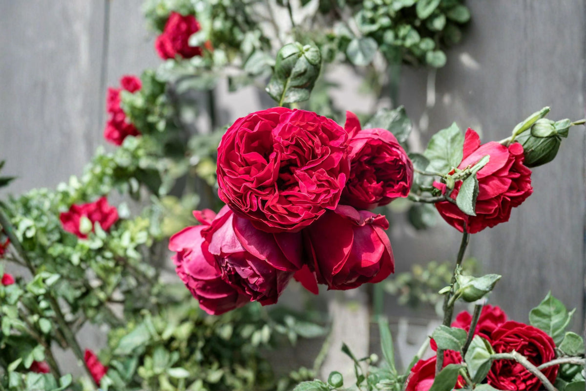 Red Eden Climbing Rose Live Starter Plant – Rosa 'Red Eden' Own Root, Double Red Blooms, Repeat Flowering, Garden Trellis & Fence Plant