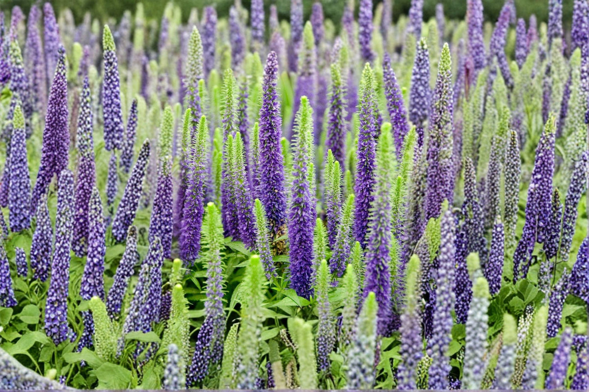 Veronica Speedwell Live Plug Plant – Pink Flowering Perennial – Well Rooted Veronica spicata for Garden Borders & Containers
