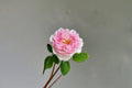 Antoinette Rose Live Plant – Fragrant Own Root Garden Rose – Pink Repeat Blooming Shrub Rosa hybrid