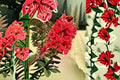 Red Rocket Crepe Myrtle Tree – Lagerstroemia indica ‘Whit IV’ – Red Summer Blooms, Deciduous Landscape Tree