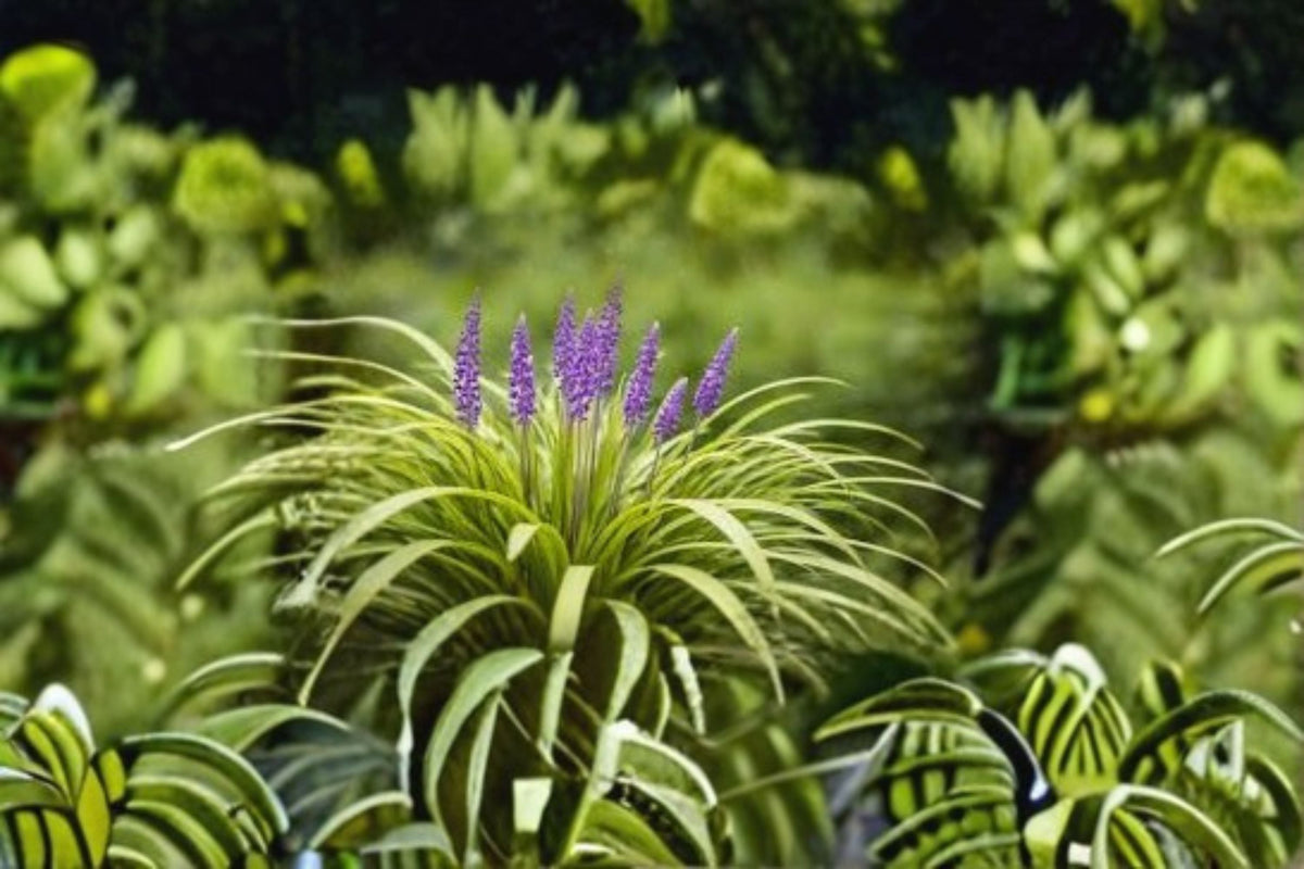 Big Blue Lilyturf Plant – Liriope muscari ‘Big Blue’ – Evergreen Groundcover with Purple Flowers