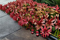 Fire Power Heavenly Bamboo Nandina domestica ‘Firepower’ Evergreen Shrub for Borders & Containers