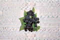 Jewel Black Raspberry Live Starter Plant – Rubus occidentalis – Edible Fruit for Garden or Container