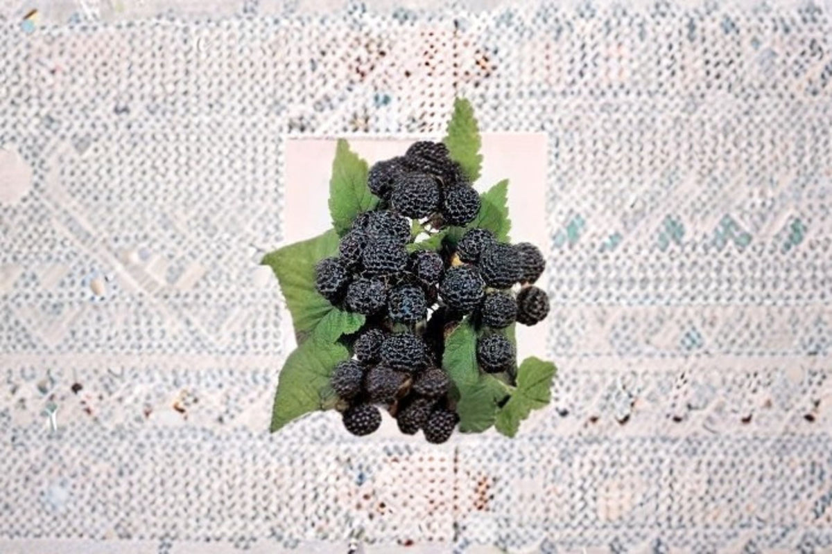 Jewel Black Raspberry Live Starter Plant – Rubus occidentalis – Edible Fruit for Garden or Container