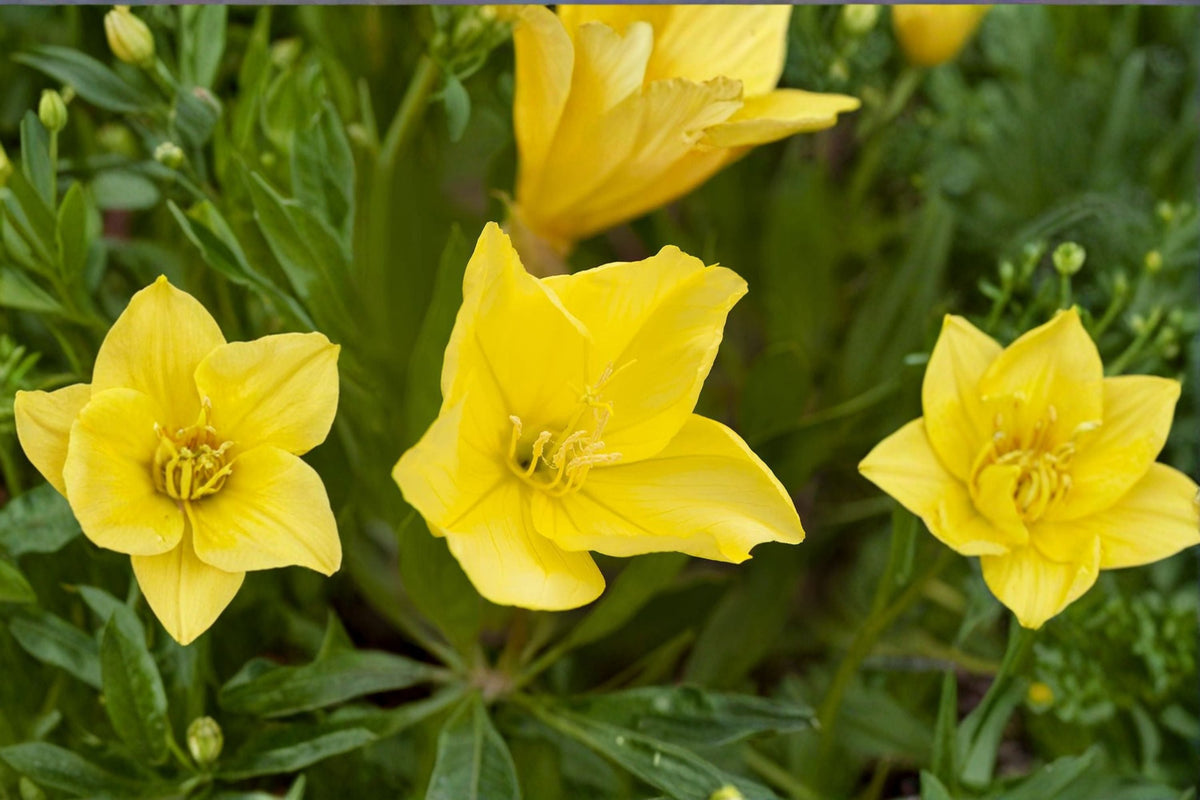 Missouri Evening Primrose Live Plant Clump - Yellow Drought-Tolerant Perennial - Oenothera macrocarpa for Garden, Ground Cover, Borders