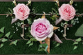 Queen Marie Pink Garden Rose Live Plant – Fragrant Compact Rose Bush Rosa hybrid for Garden, Border, Container