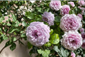 Live Rose Plant – Blue Violet Lavender Repeat Bloom Rosa Hybrid for Garden & Container