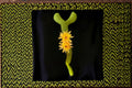 Hildewintera Humkes Kleine Gelber Cactus - Trailing Hybrid Succulent Plant for Hanging Containers, Bright Light, Drought Tolerant