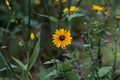 Black Eyed Susan Live Plant – Rudbeckia hirta Perennial with Bright Yellow Daisy Blooms, Butterfly & Pollinator Friendly