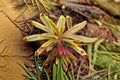 Euphorbia Ascot Rainbow Live Plant – Variegated Foliage, Drought Tolerant, Perennial, Container & Garden Bed, Euphorbia x martinii