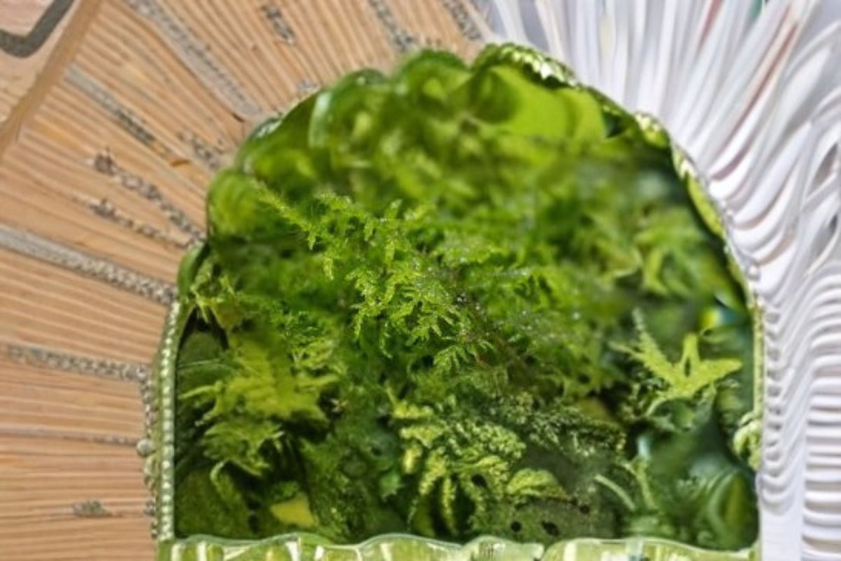Live Fern Moss Plant – Thuidium delicatulum for Terrariums, Bonsai, Shade Gardens, Moist Environments