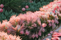 Muhly Grass Live Plant – Pink Ornamental Ground Cover – Muhlenbergia capillaris Perennial Drought-Tolerant Landscape Plant