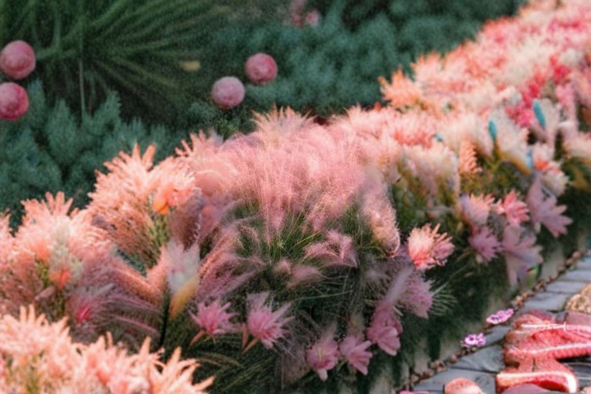 Muhly Grass Live Plant – Pink Ornamental Ground Cover – Muhlenbergia capillaris Perennial Drought-Tolerant Landscape Plant