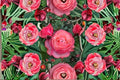 Live Bico Baby Romantica Rose Plant – Multicolor Garden Rose with Vivid Magenta, Orange & Pink Blooms, Rosa 'Bico Baby Romantica'