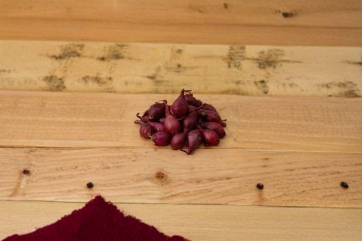 Red Baron Onion Sets 4 Lbs | Easy Grow Bulbs for Vegetable Gardens & Edible Landscapes | Allium cepa