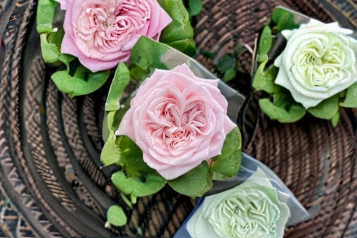 All Four Bouquet Pink Double Cut Rose Live Plant – Dutch Hybrid Rosa for Garden, Container, Floral Arrangements