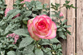Jumilia Rose Live Plant – Pink & White Fragrant Grafted or Own Root Rose – Disease & Heat Resistant Shrub