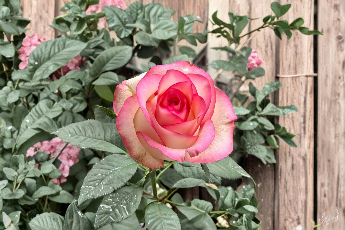Jumilia Rose Live Plant – Pink & White Fragrant Grafted or Own Root Rose – Disease & Heat Resistant Shrub