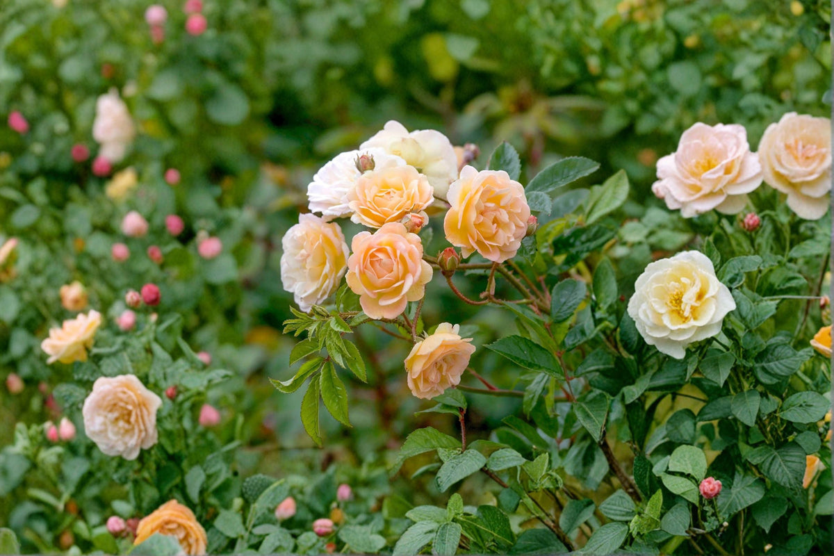 Ghislaine de Feligonde Rose Cuttings – Rambling Apricot to Cream Blooming Climber Rosa â€˜Ghislaine de Feligondeâ€™