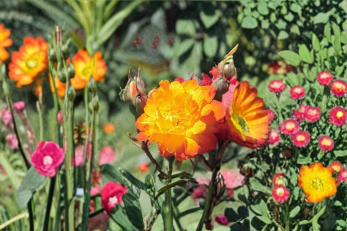 Climbing Rose Live Starter Plant – Yellow & Orange-Red Blooms, Repeat Flowering, Own-Root Garden Trellis & Arbor Rose