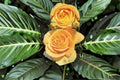 Yellow Repeat Blooming Rose Plant – Candlelight, Large Double Petals, Fragrant, Disease-Resistant, Garden & Patio, Rosa hybrid