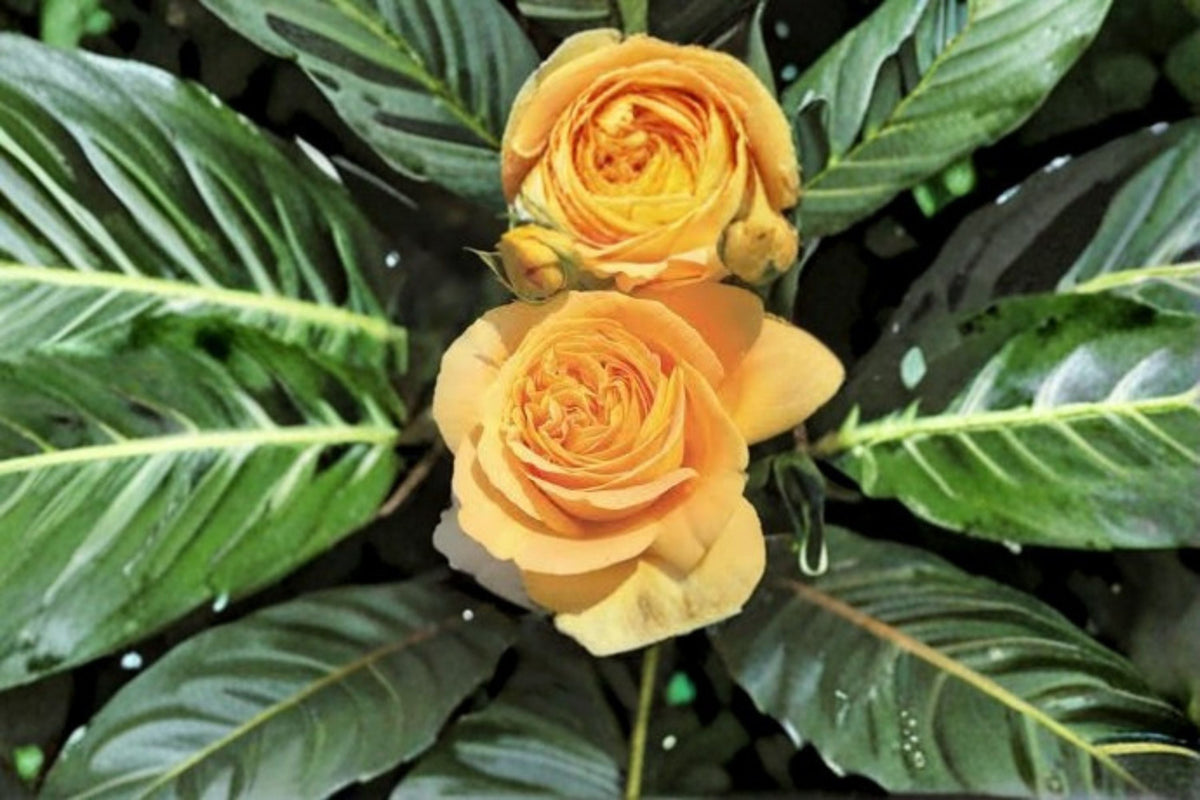 Yellow Repeat Blooming Rose Plant – Candlelight, Large Double Petals, Fragrant, Disease-Resistant, Garden & Patio, Rosa hybrid