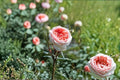 Own Root Garden Rose Plant – Fairytale Magic Pink Rosa Hybrid for Borders & Containers
