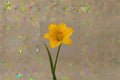 Gold Daylily Live Plant – Yellow Perennial Flower – Hemerocallis Hybrid – Hardy Ornamental Garden Plant