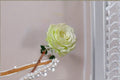 Moonstone Rose Live Plant – Own Root or Grafted Garden Rose with Light Green Blooms – Repeat Blooming Rosa hybrid
