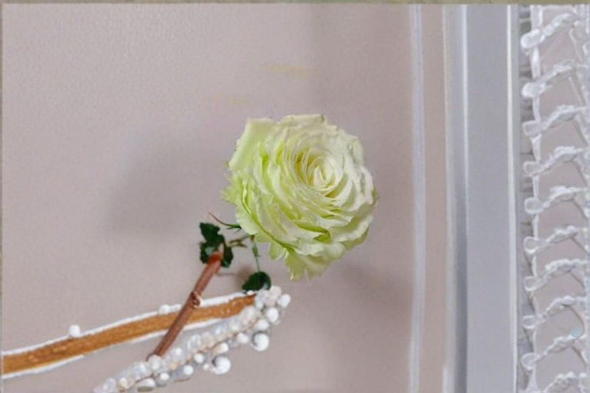 Moonstone Rose Live Plant – Own Root or Grafted Garden Rose with Light Green Blooms – Repeat Blooming Rosa hybrid