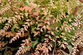 Heavenly Bamboo Nandina Domestica Live Plant - Evergreen Shrub for Hedges & Borders