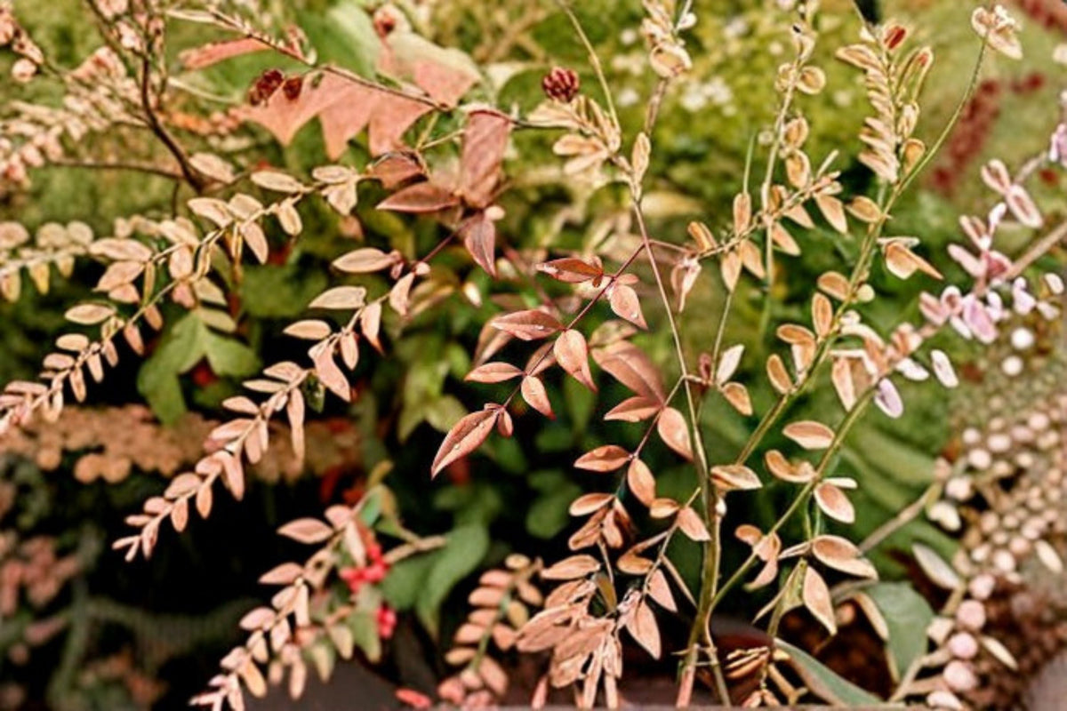 Heavenly Bamboo Nandina Domestica Live Plant - Evergreen Shrub for Hedges & Borders