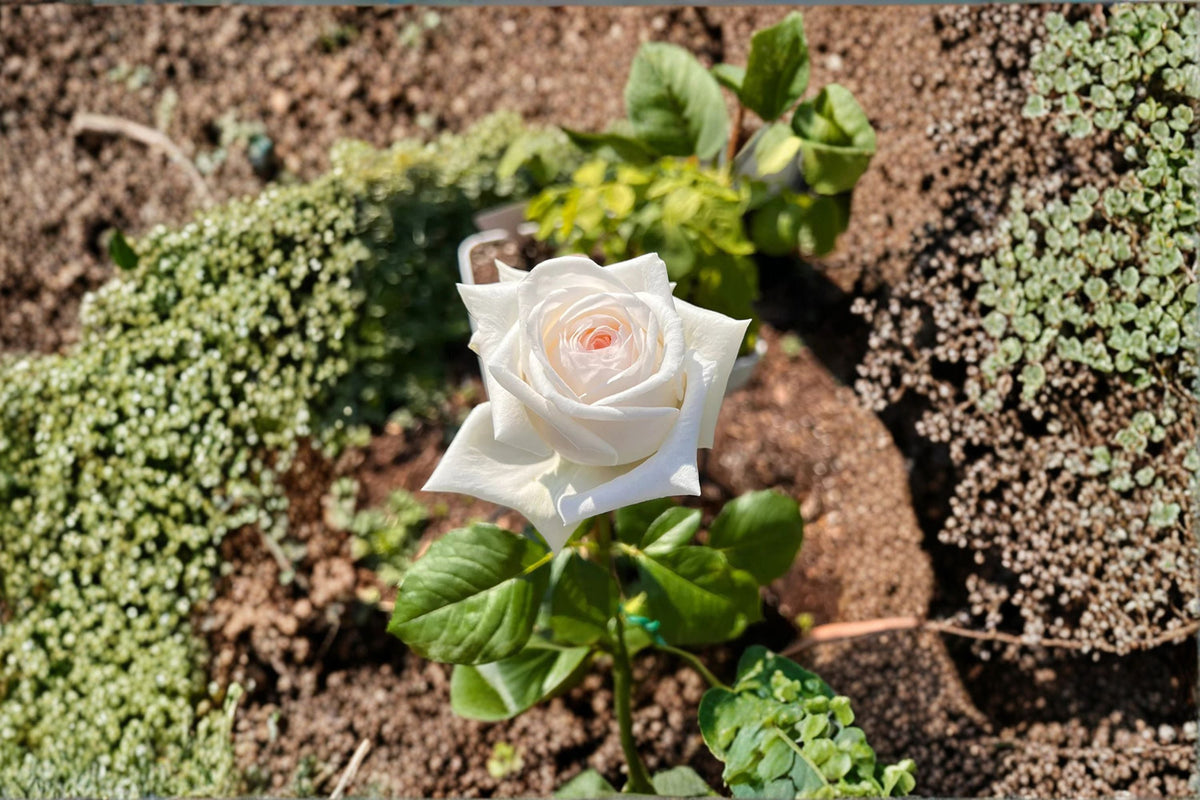 White O’Hara Rose Live Plant – Fragrant Cut Rose with Lychee Aroma, 10 cm Blooms, Perennial Garden Rose