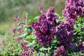 Purple Lilac Live Plant – 2–5 Inch Tall Syringa vulgaris Flowering Shrub in 4 Inch Pot