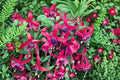 Fuchsia Live Plant – Hanging Basket or Container – Hummingbird-Attracting Flowering Plant – Fuchsia spp.