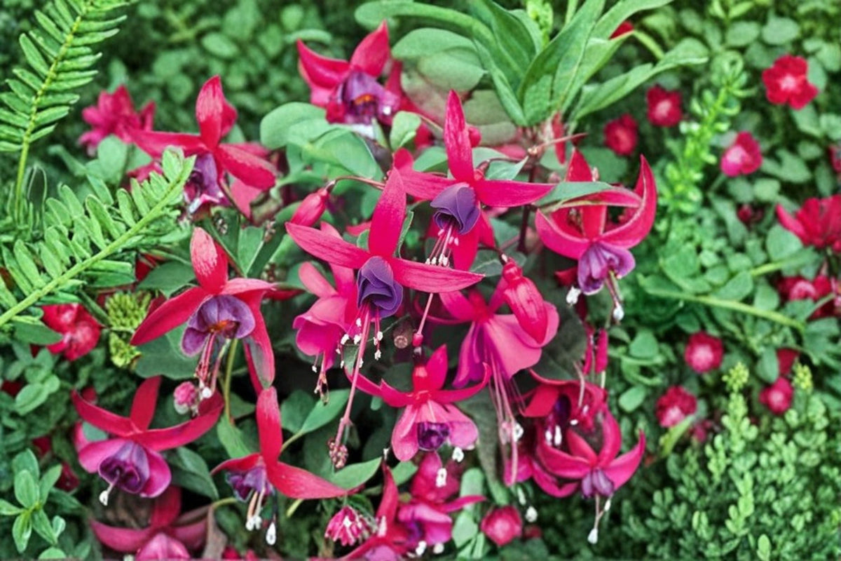 Fuchsia Live Plant – Hanging Basket or Container – Hummingbird-Attracting Flowering Plant – Fuchsia spp.